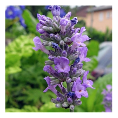Echter Lavendel Bio Saatgut