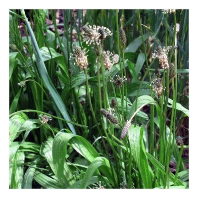 Spitzwegerich Bio Saatgut