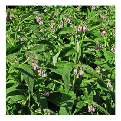 Echter Beinwell Bio Saatgut