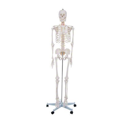 Schulskelett inkl. Stativ 178cm