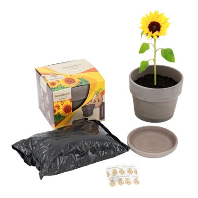 Set de pots en basalte, motif tournesol (3 pièces) Set de pots en basalte, motif tournesol (3 pièces)
