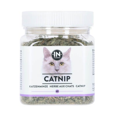 Catnip Herbe à chat en pot
