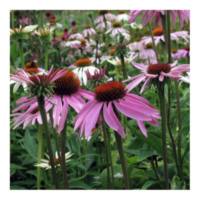 Roter Sonnenhut Bio Saatgut