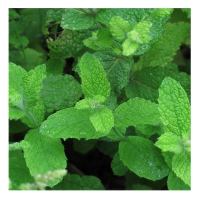Rundblättrige Minze/Apfelminze Bio Saatgut