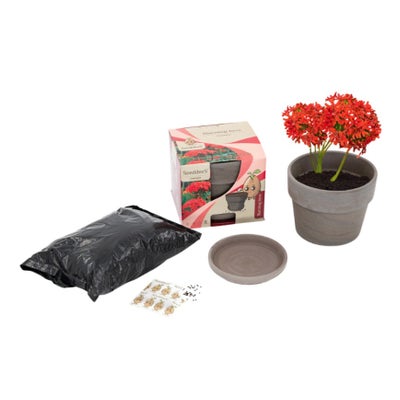 Set de casseroles en basalte, « Amour ardent » (3 pièces) Set de casseroles en basalte, « Amour ardent » (3 pièces)