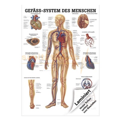 Lehrtafel Gefässsystem Papier 70 x 100 cm