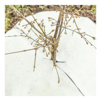 Mulchscheibe 40 cm weiss Mulchscheibe 40 cm weiss